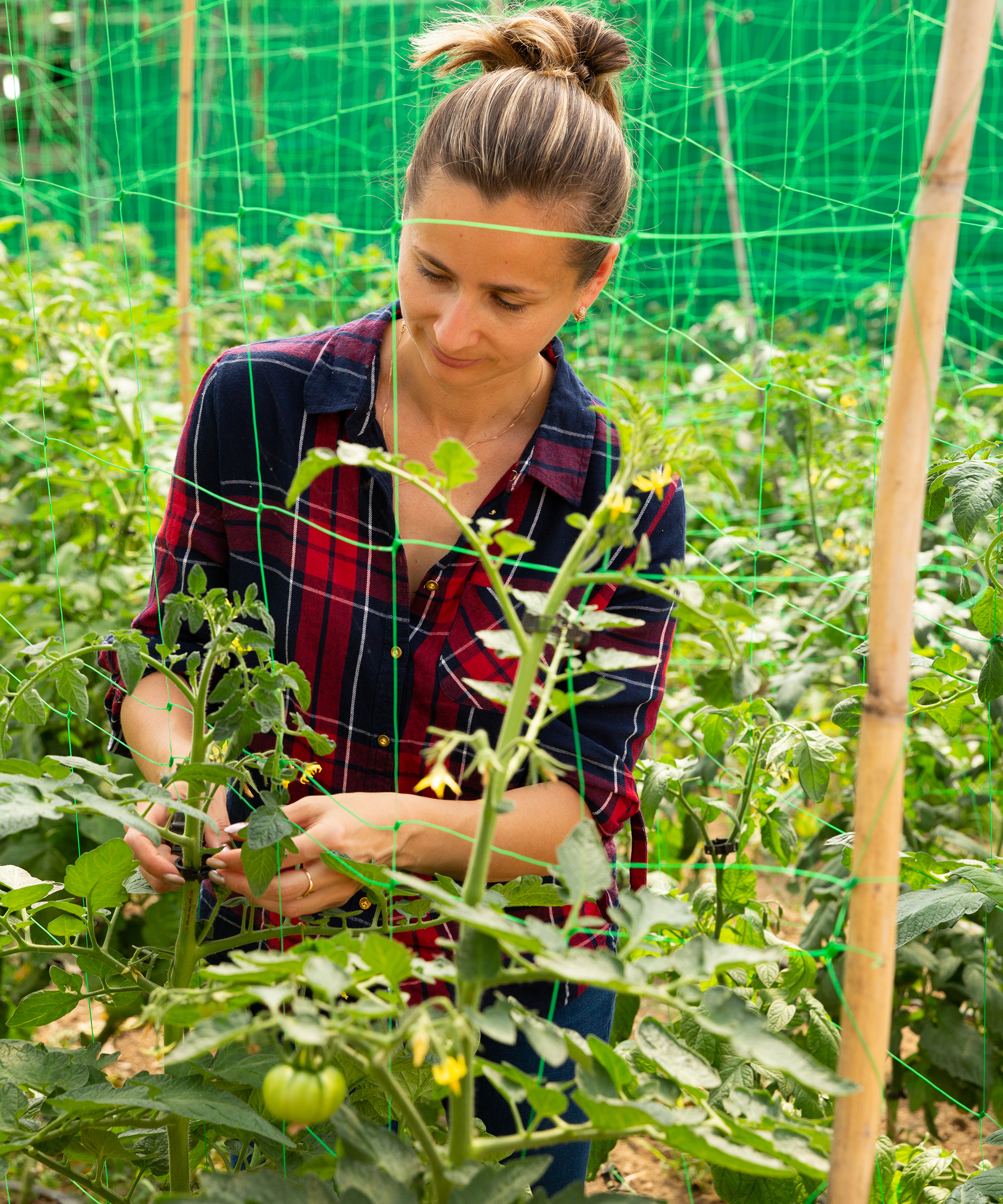 Female gardener attaches tomato plants to net and bamboo trellis