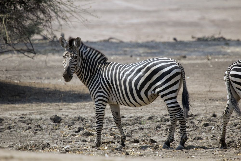 In Photos Why Zebras Have Black and White Stripes Live Science