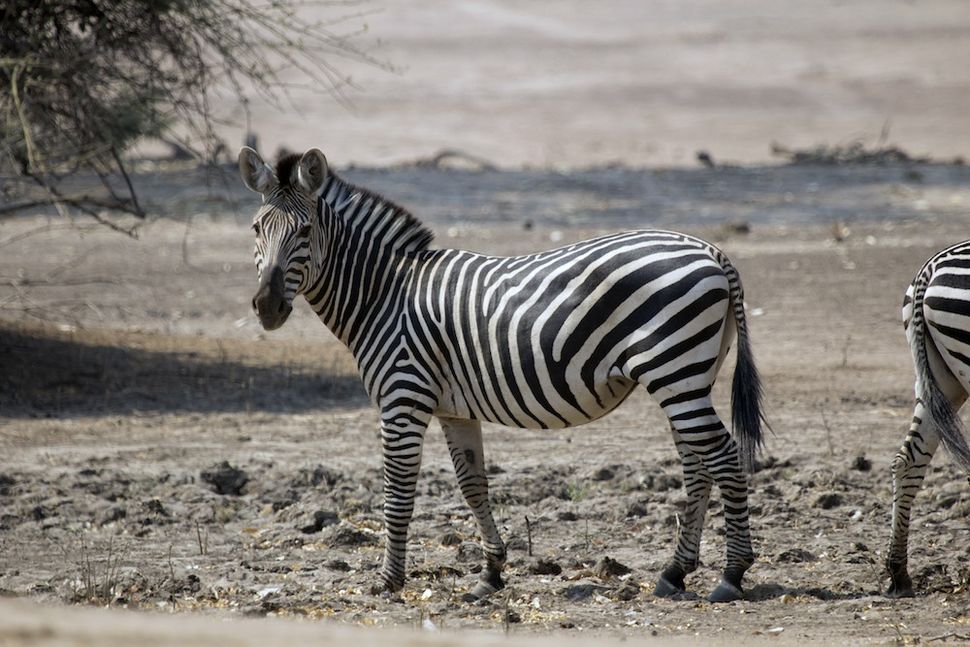 zebra with no stripes