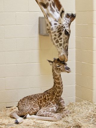 Mother giraffe and calf kissing