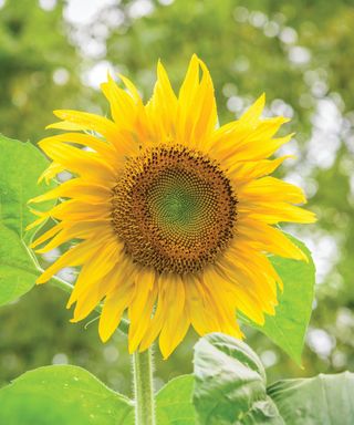 Sunflower ‘Pikes Peak’