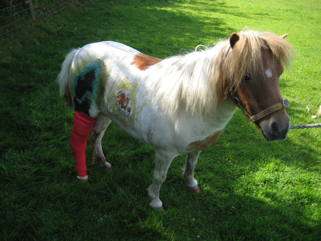 Tilly during treatment 1