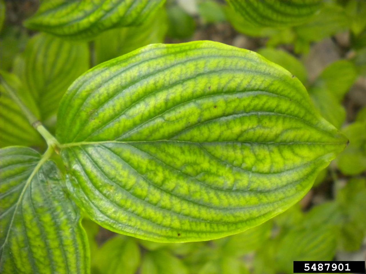 Large Dogwood Tree Leaf