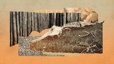 Photo collage of a burned pine forest, clouds of pollution, cracked earth and a skeleton of a dolphin