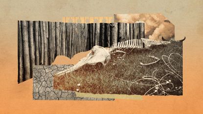 Photo collage of a burned pine forest, clouds of pollution, cracked earth and a skeleton of a dolphin