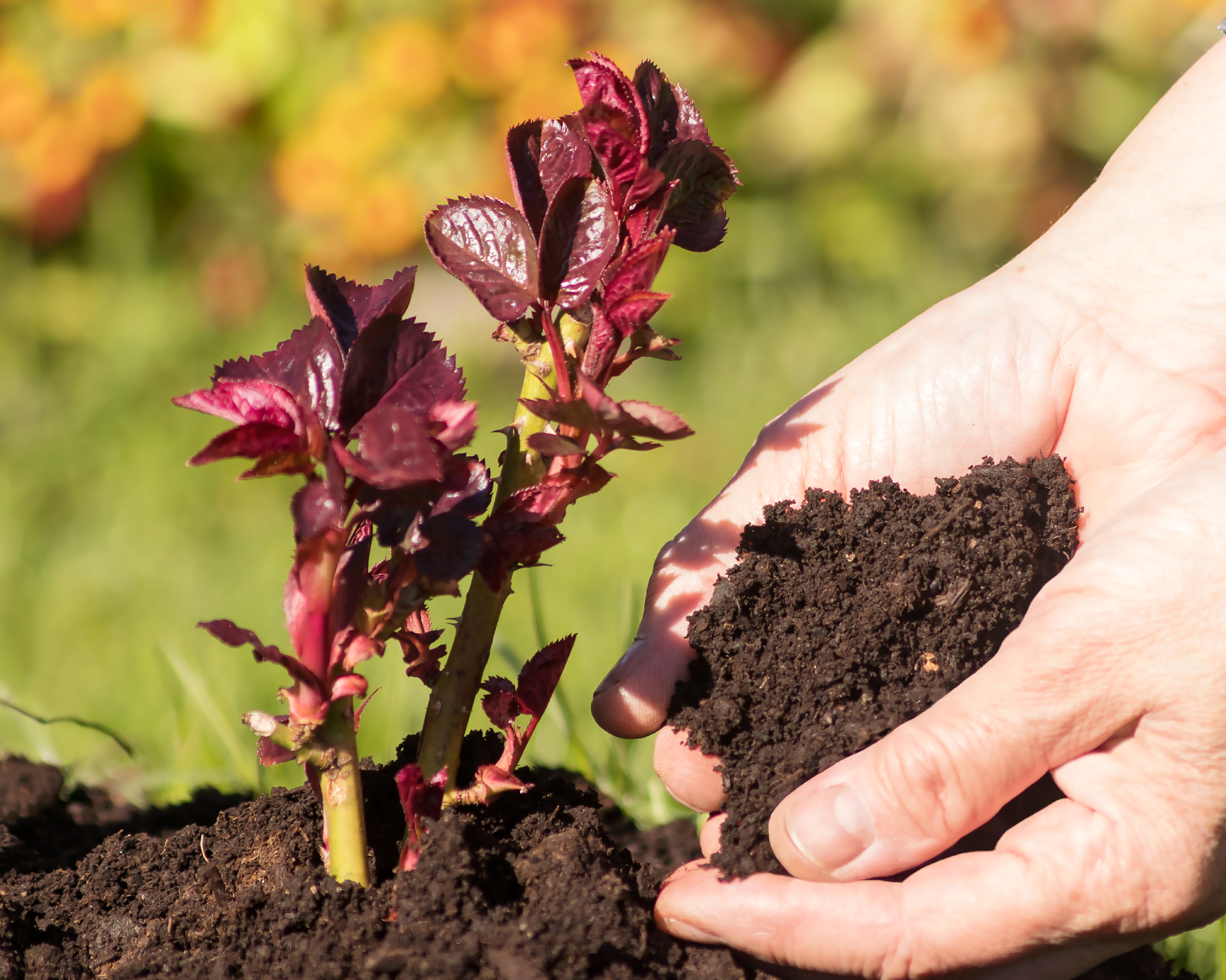Women's hands add nutritious fresh soil to the young shoot of a perennial varietal rose.