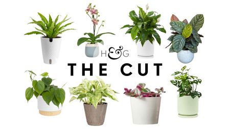 Homes & Gardens The Cut: Bathroom Plants