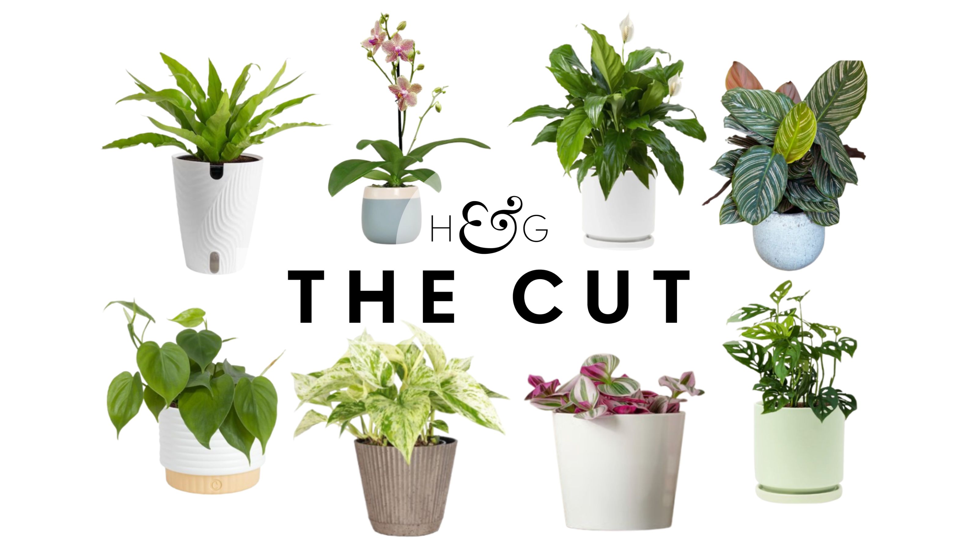Homes &amp; Gardens The Cut: Bathroom Plants