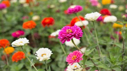 how to grow zinnias