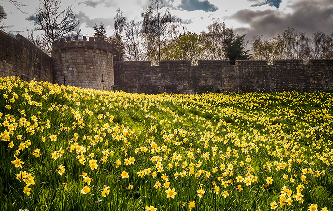 York city walls with daffodils in front