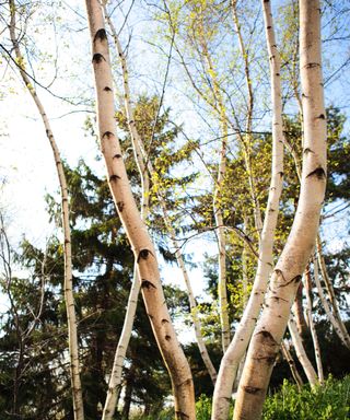 birch trees Whitespire growing in the wild