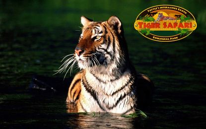 A tiger at Tiger Safari.