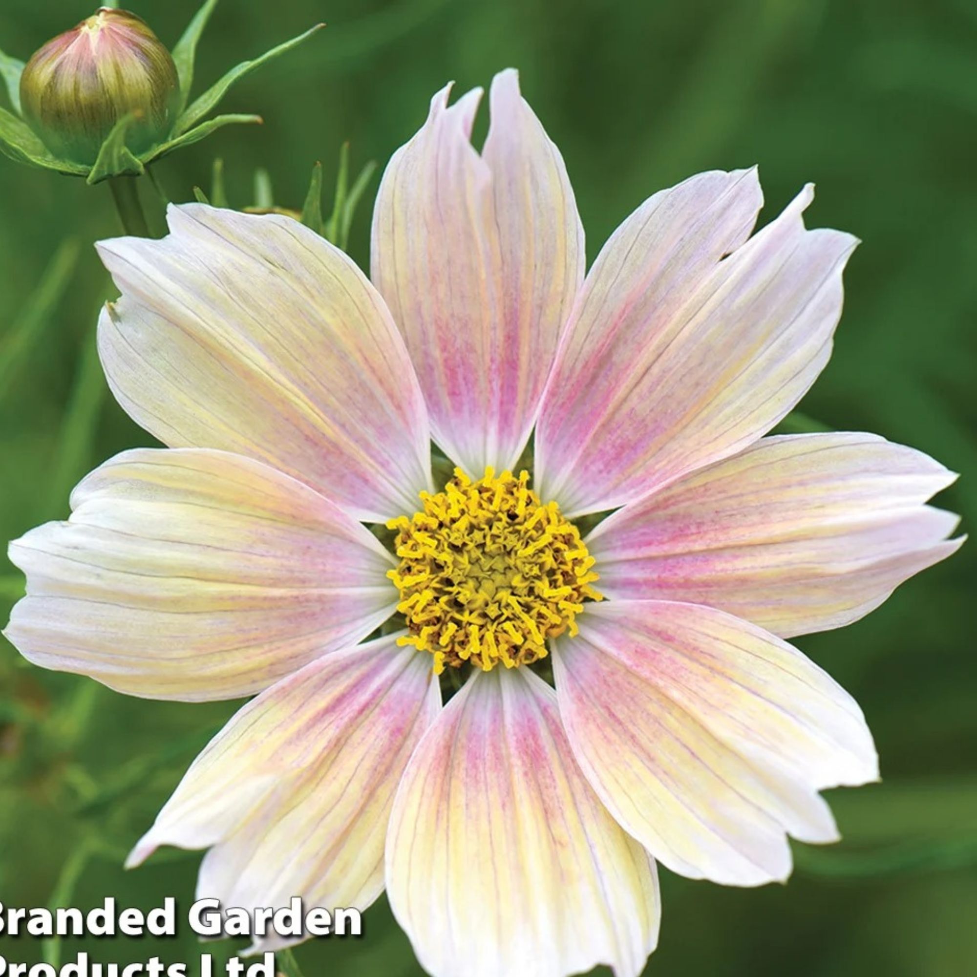 Cosmos seeds
