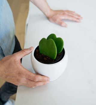 Hoya kerrii, sweetheart hoya, in a white pot 