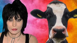 Joan Jett and a cow 