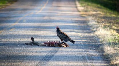 Buzzards commonly feast on roadkill. Should you?