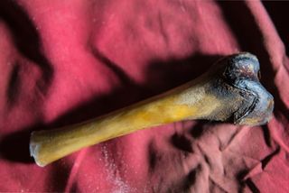 A femur bone from the decayed body of a purported Yeti found in a cave in Tibet.
