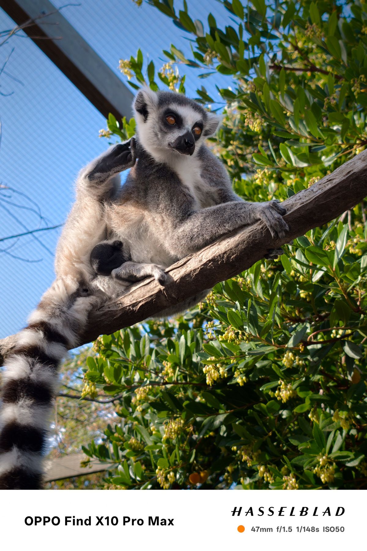 Ring-tailed lemur sitting on a tree branch against blue sky and green leaves.