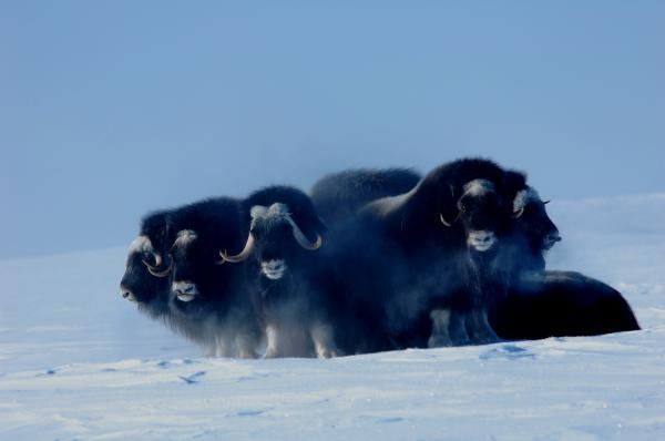 musk-oxen-101228-02