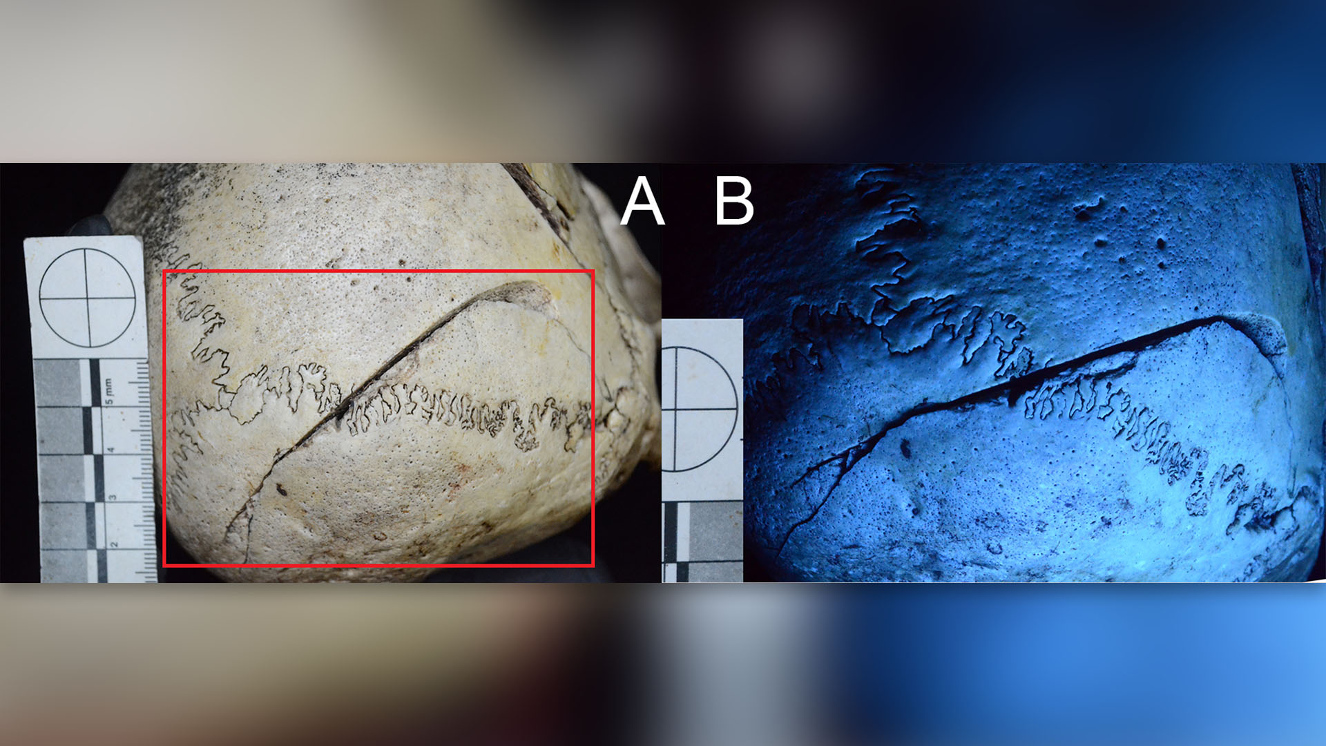 Skull with 'execution-style wounds' suggests woman died due to enslavement or suspected sorcery in colonial Indonesia