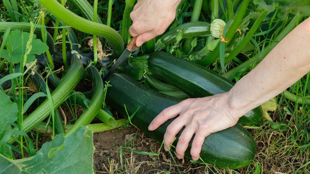 gardener cutting ripened zucchini from vine 