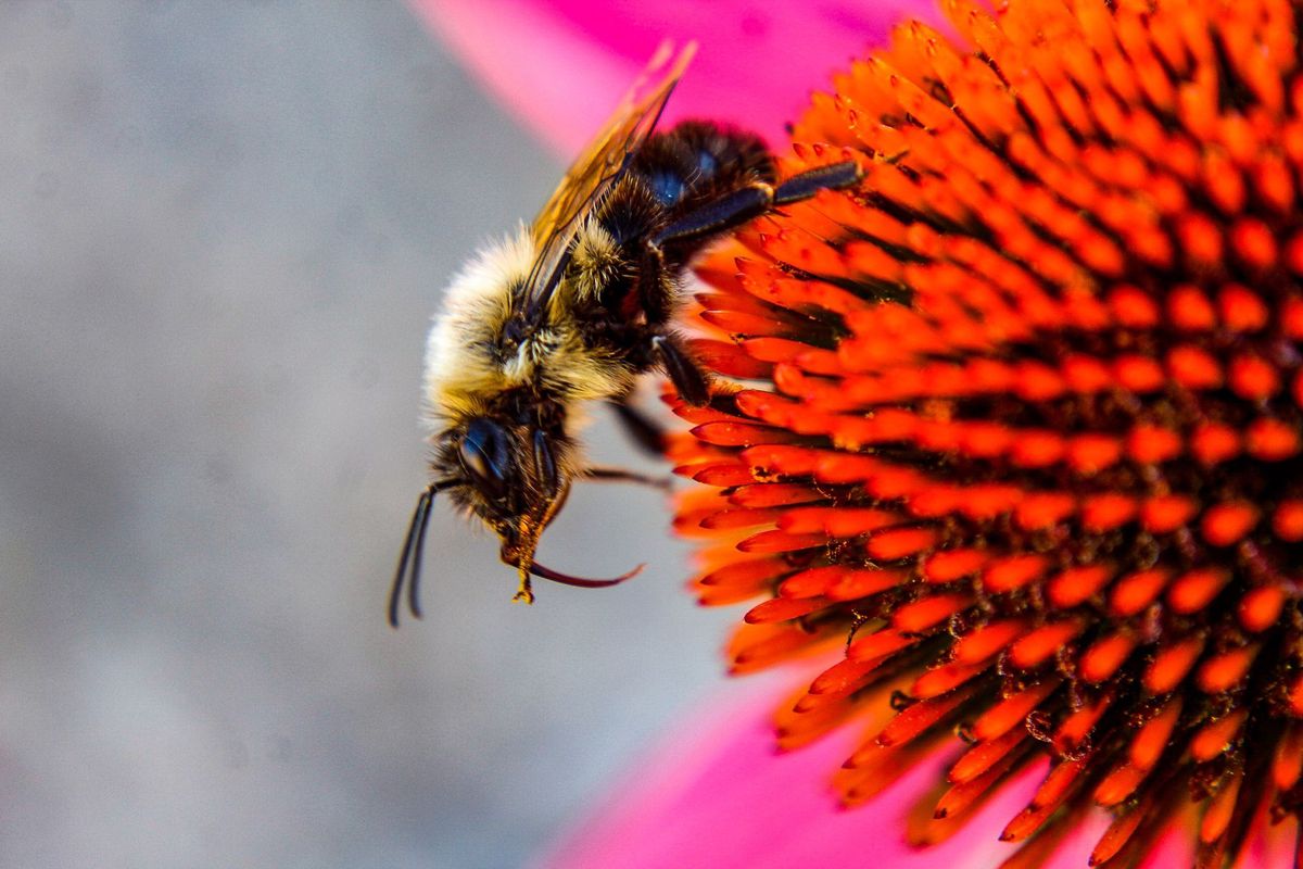 GuruShots - Nature&rsquo;s Masterpiece 2026