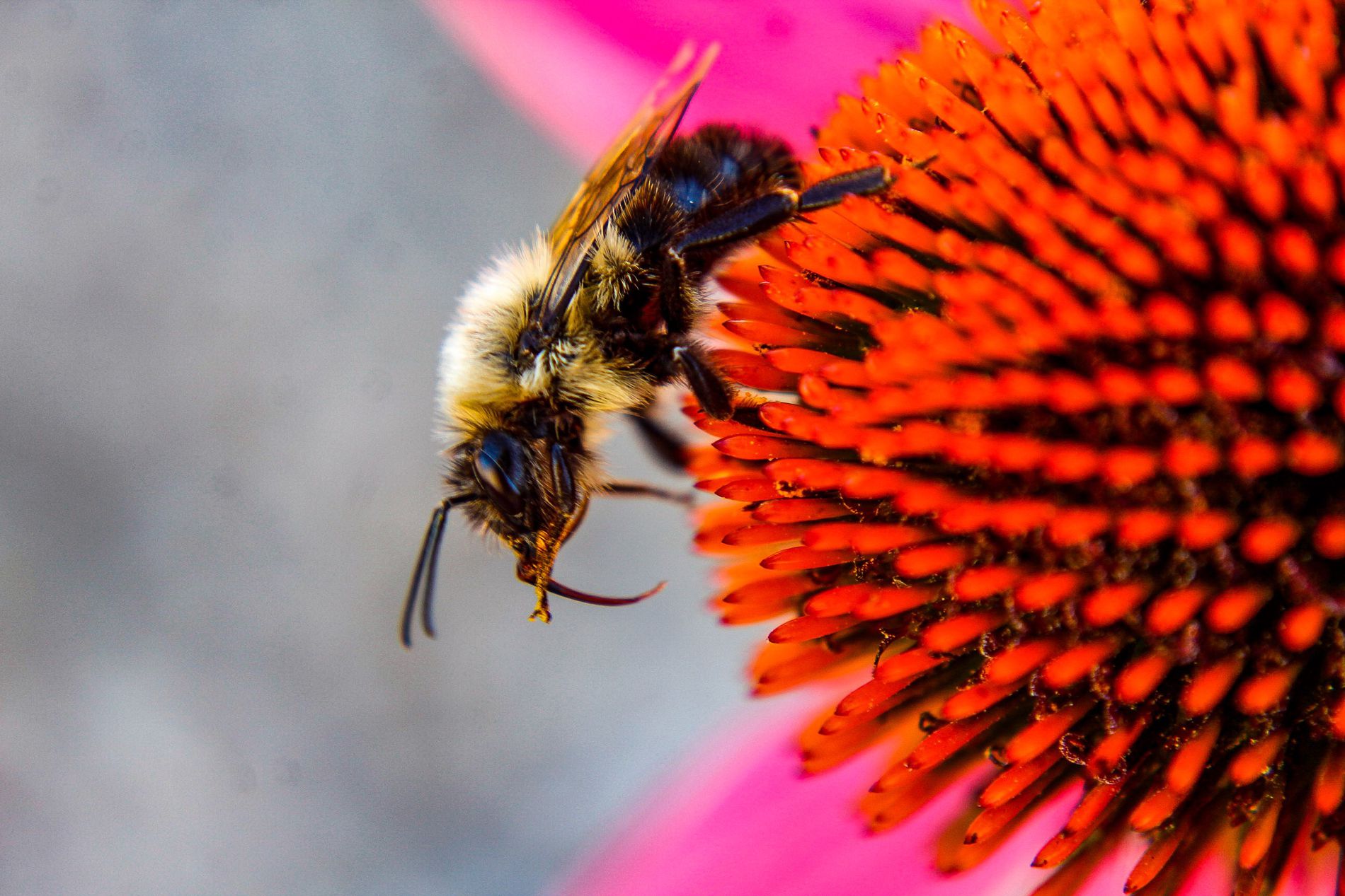 GuruShots - Nature&rsquo;s Masterpiece 2026