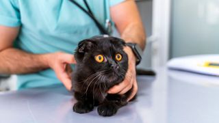 A black cat being examined by a vet