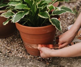 Growing Success Slug Copper Tap being added around a terracotta pot of hosta plants