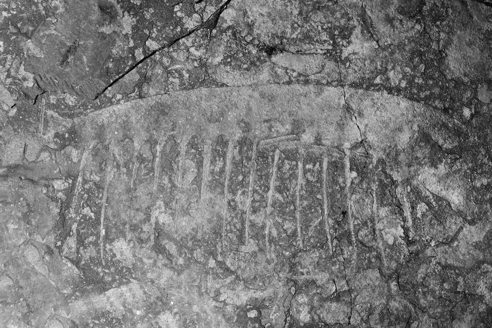 tamiscolaris borealis fossil