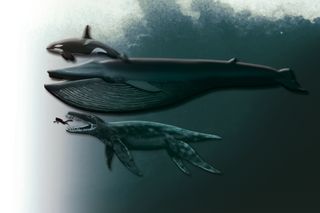 A size comparison of a killer whale, blue whale, a Pliosaur (Predator X), and a human diver.