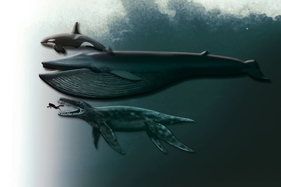 Ancient 'Predator X' Sea Monster Gets Official Name | Live Science