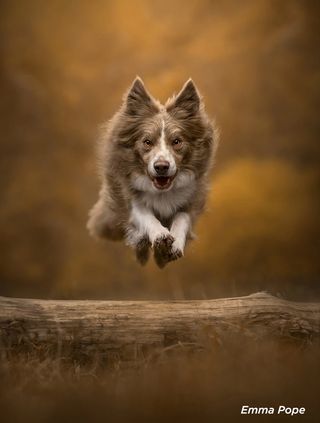 Emma Pope's image of a leaping collie dog