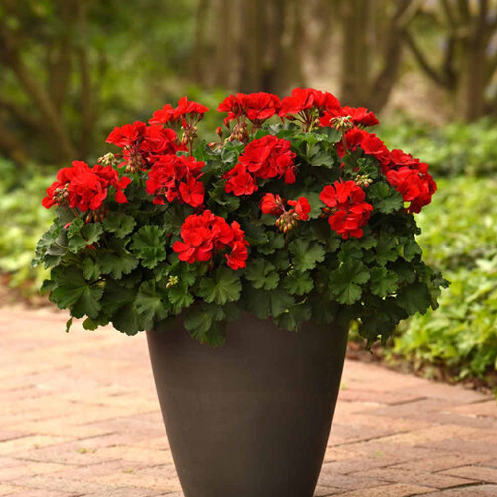 Solera&amp;trade; Red Geranium