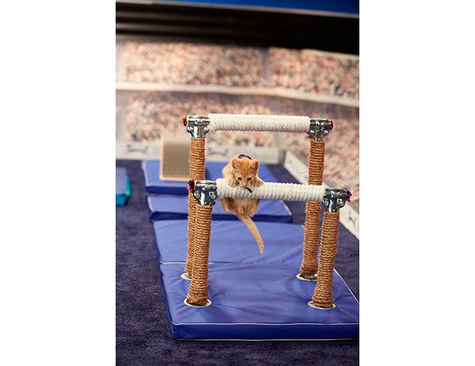Kitten-hurdle-resized.jpg