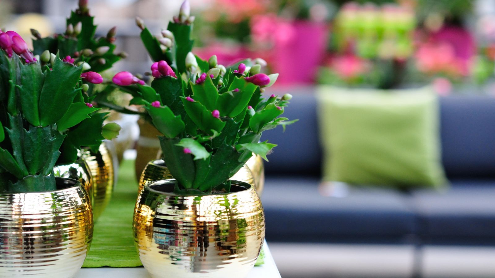 When to fertilize Christmas cactus