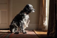 An old English setter stares out of a window