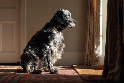 An old English setter stares out of a window
