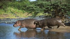 Hippopotamus pair run through a river