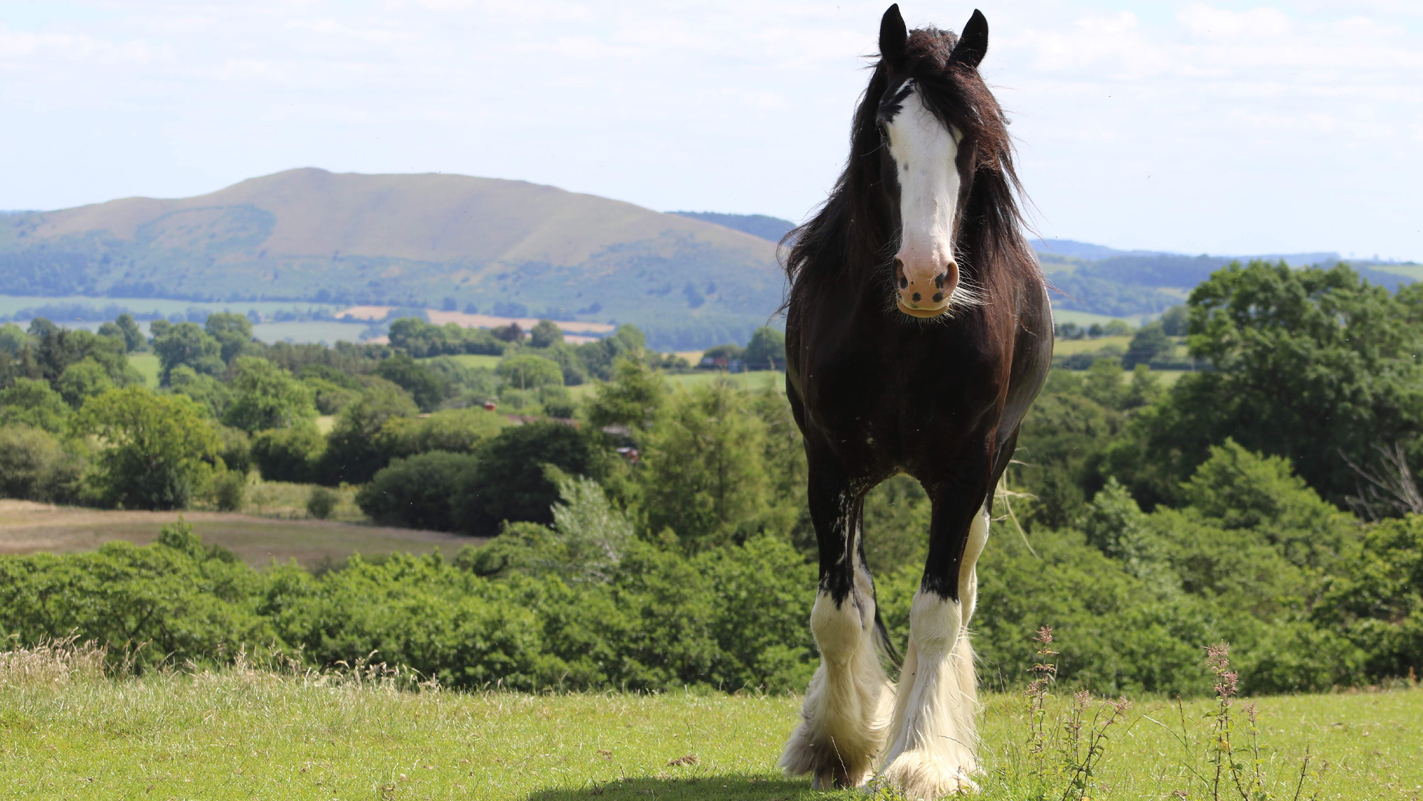Big Shire horse walking towards camera in countryside