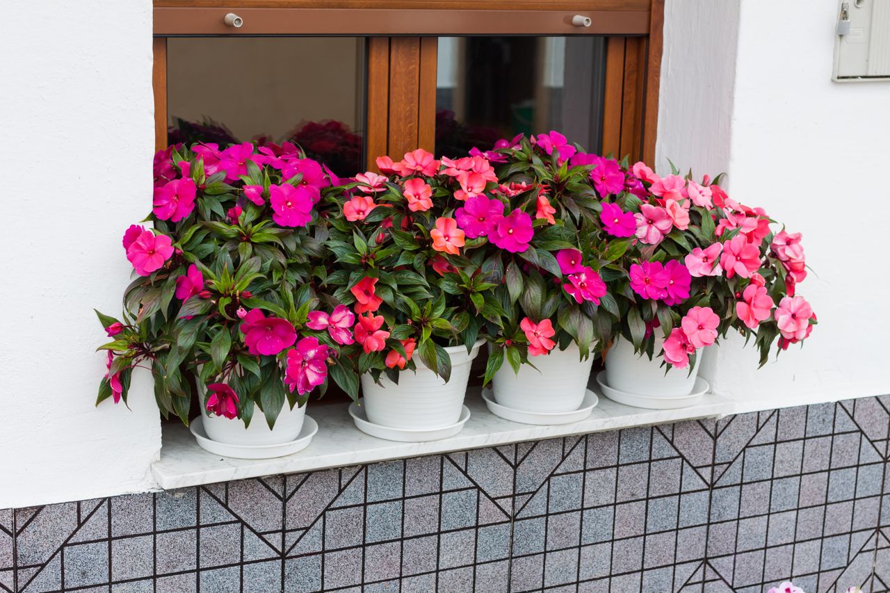 The 7 best flowers for pots in shade, according to experts Livingetc