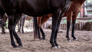 Horses resting leg