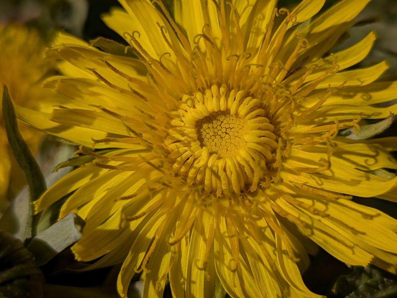 Google Pixel 9a macro sample.