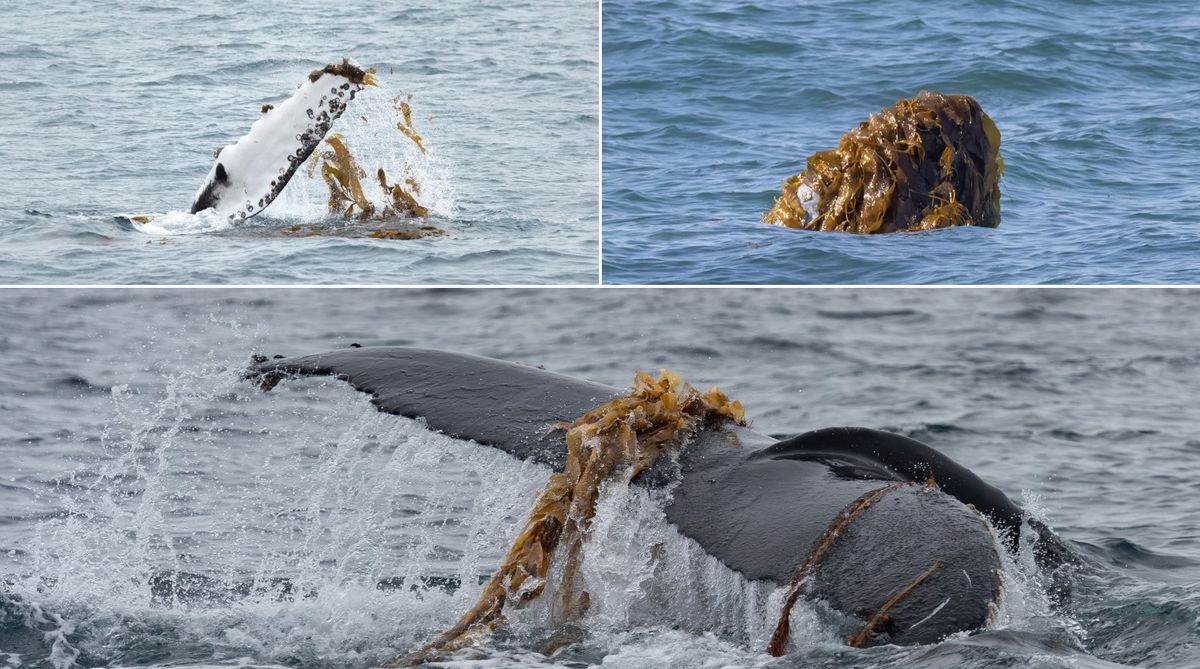 Ученые говорят, что водоросли — это «глобальный феномен», охвативший мир горбатых китов