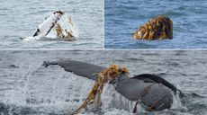 Three examples of humpback whales performing kelping by moving seaweed over their fins and heads.