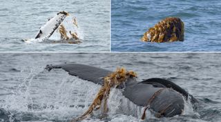 Three examples of humpback whales performing kelping by moving seaweed over their fins and heads.