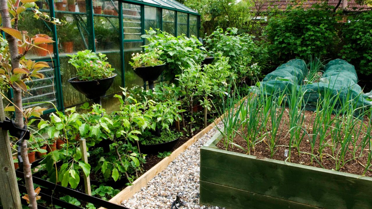 Raised beds filled with vegetables sitting beside a greenhouse