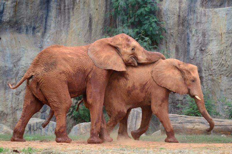 The World's Biggest Beasts: Here and Gone (Photos)