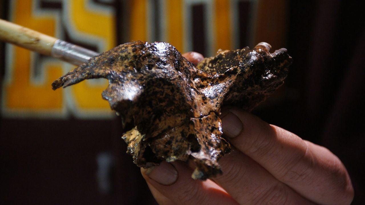 Researchers prepared the skull after its excavation.