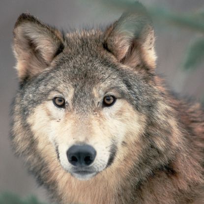 Gray Wolf
